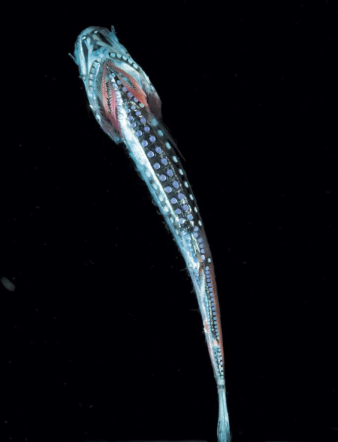 A silver fish seen from below with bioluminescent dots on its belly