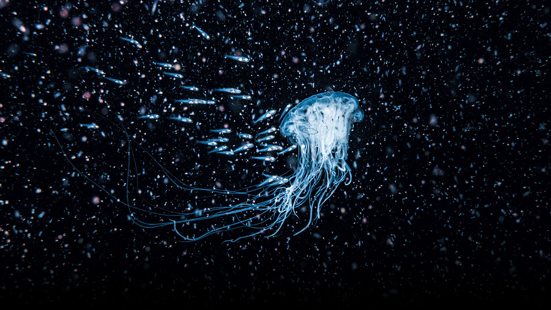 Juvenile fish following bioluminescent jellyfish for protection during a thick zooplankton bloom on dark background