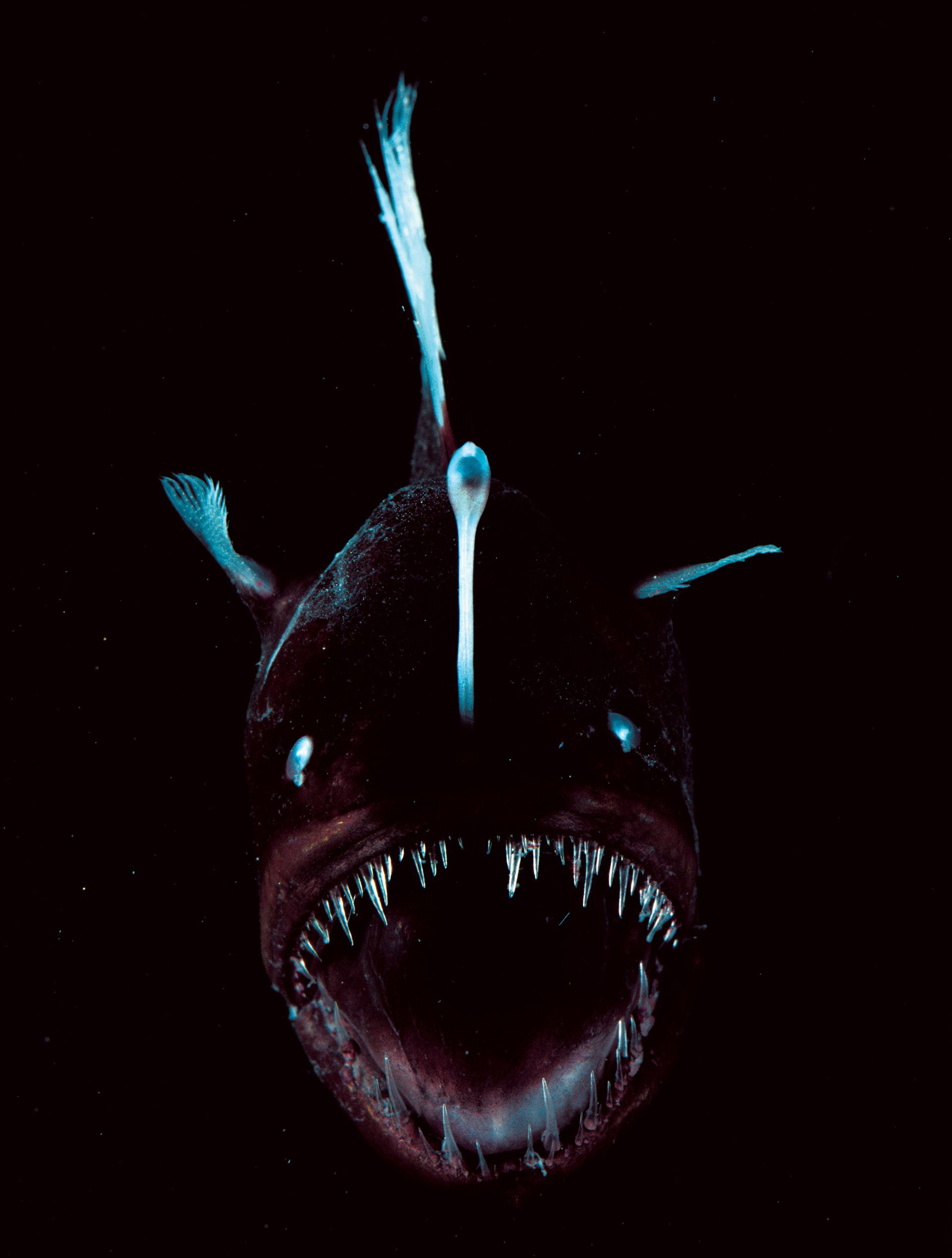Bioluminescent fish with sharp teeth on dark underwater background